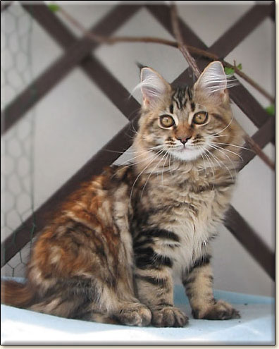 kocita rasy Maine Coon Villa Park*PL