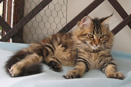 hodowla kotw rasy Maine Coon Villa Park*PL