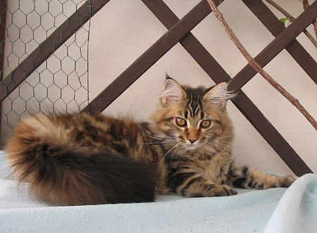 hodowla kotw maine coon Villa Park*PL