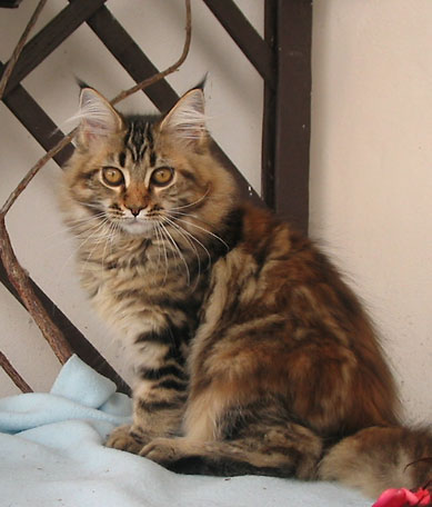 Maine Coon cattery Villa Park*PL