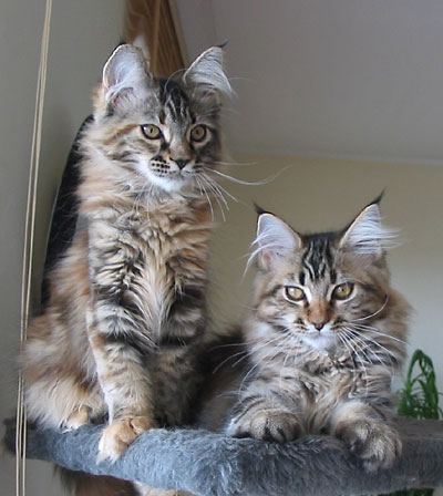 hodowla kotw rasy Maine Coon Villa Park*PL