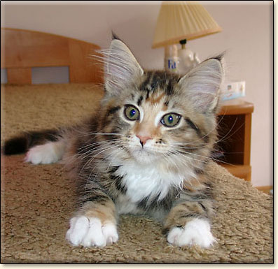 kocita maine coon Villa Park*PL