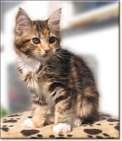 hodowla kotw rasy Maine Coon Villa Park*PL