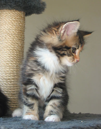 hodowla kotw maine coon Villa Park*PL