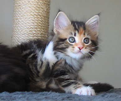 maine coon cattery Villa Park*PL