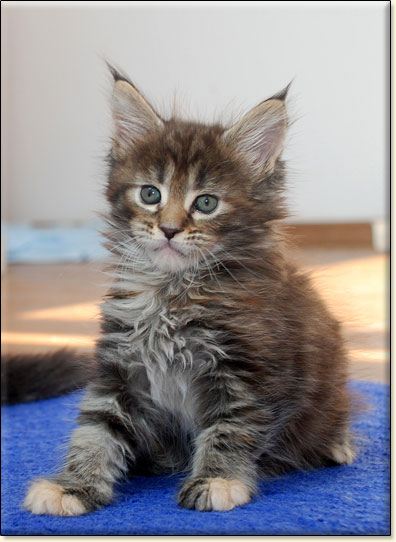 hodowla kotw maine coon Villa Park*PL