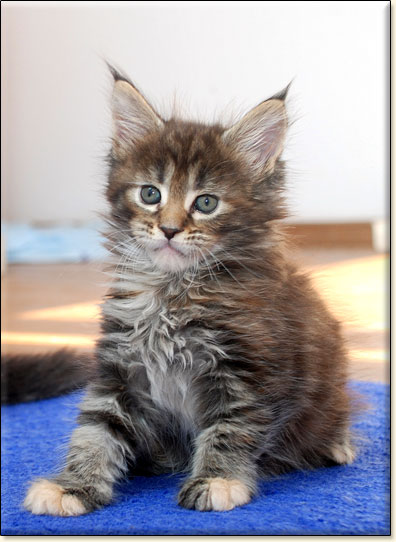 hodowla kotw rasy Maine Coon Villa Park*PL