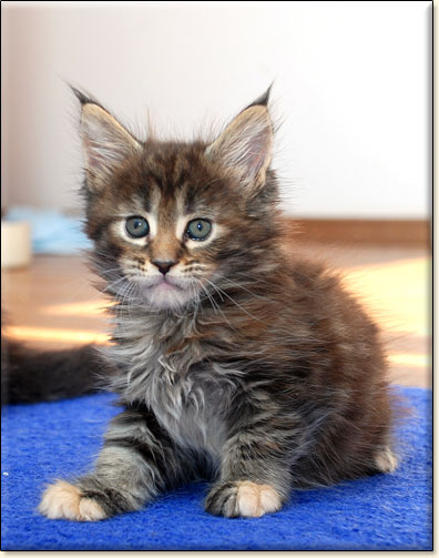 Maine Coon cattery Villa Park*PL
