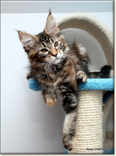 hodowla kotw maine coon Villa Park*PL