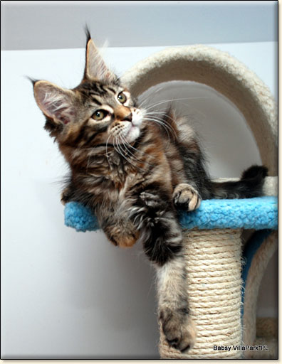 Maine Coon cattery Villa Park*PL