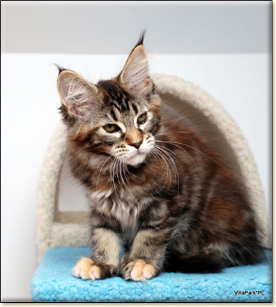 Maine Coon cattery Villa Park*PL
