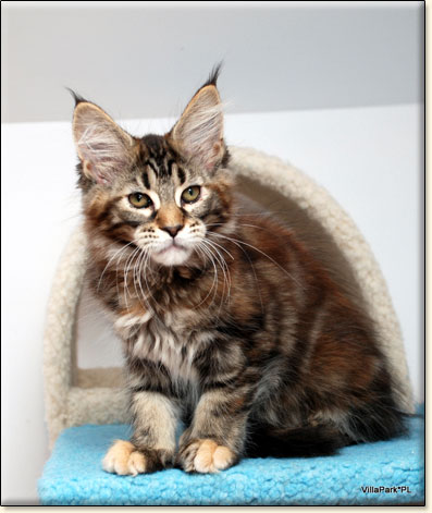 hodowla kotw rasy Maine Coon Villa Park*PL