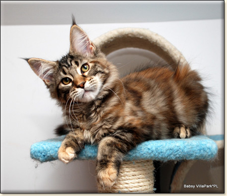 hodowla kotw rasy Maine Coon Villa Park*PL