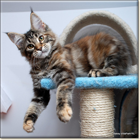 Maine Coon cattery Villa Park*PL