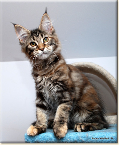 hodowla kotw maine coon Villa Park*PL