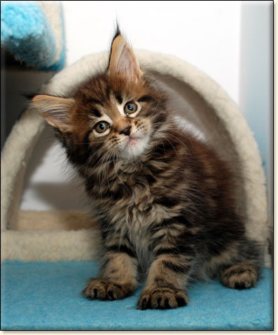 hodowla kotw rasy Maine Coon Villa Park*PL