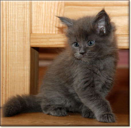 hodowla kotw maine coon Villa Park*PL