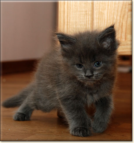 Maine Coon cattery Villa Park*PL