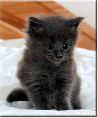 hodowla kotw rasy Maine Coon Villa Park*PL