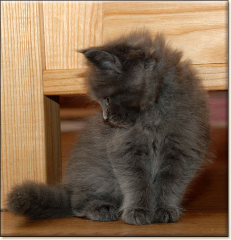 Maine Coon cattery Villa Park*PL
