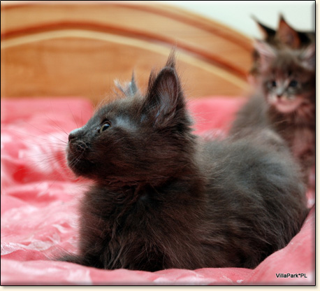 hodowla kotw maine coon Villa Park*PL