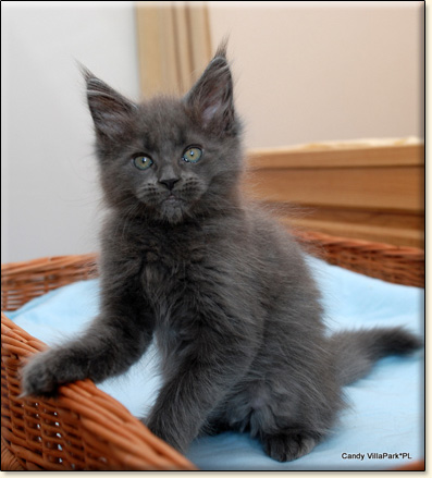 Maine Coon cattery Villa Park*PL
