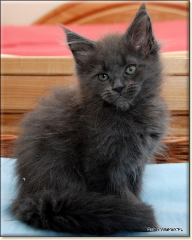 hodowla kotw rasy Maine Coon Villa Park*PL