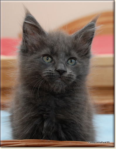 Maine Coon cattery Villa Park*PL