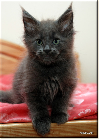 Maine Coon cattery Villa Park*PL