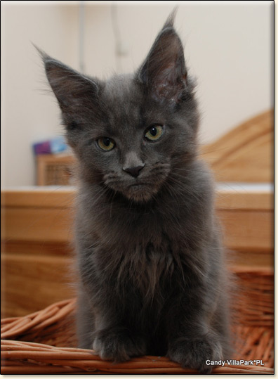 hodowla kotw maine coon Villa Park*PL