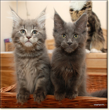 Maine Coon cattery Villa Park*PL