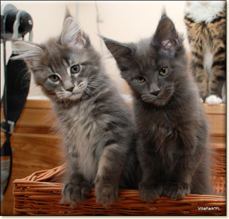hodowla kotw rasy Maine Coon Villa Park*PL