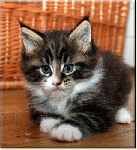 hodowla kotw maine coon Villa Park*PL