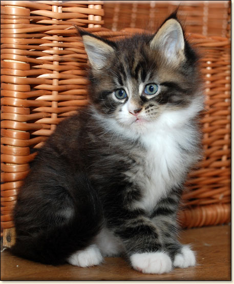 Maine Coon cattery Villa Park*PL