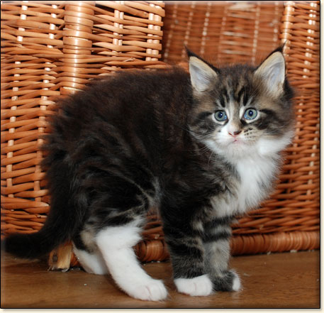 Maine Coon cattery Villa Park*PL