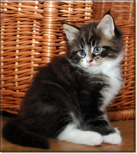 hodowla kotw maine coon Villa Park*PL