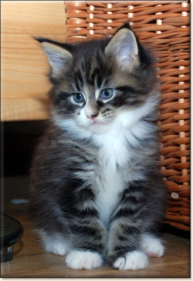 hodowla kotw maine coon Villa Park*PL