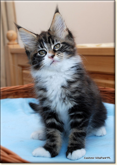 hodowla kotw maine coon Villa Park*PL