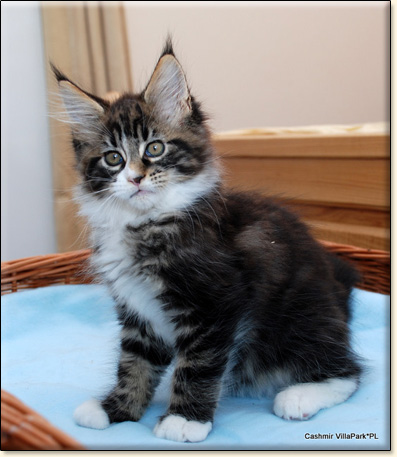 Maine Coon cattery Villa Park*PL