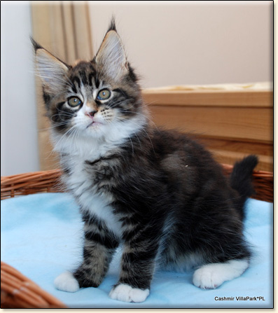 hodowla kotw rasy Maine Coon Villa Park*PL