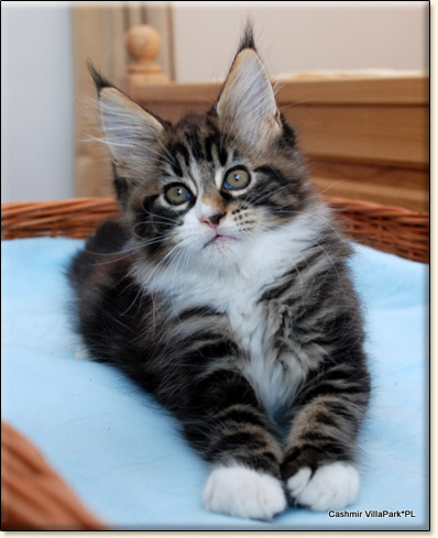 Maine Coon cattery Villa Park*PL