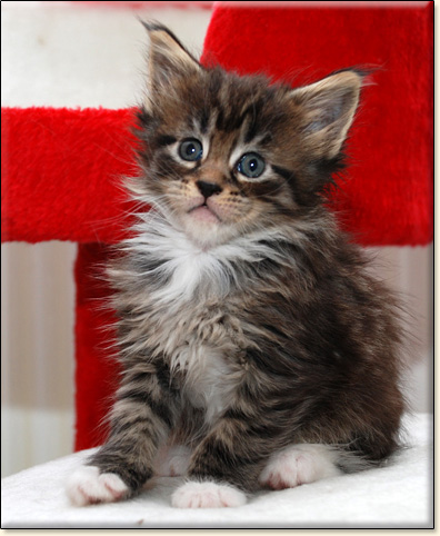 hodowla kotw maine coon Villa Park*PL