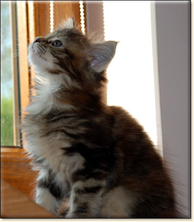 hodowla kotw maine coon Villa Park*PL