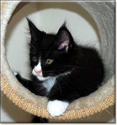 Maine Coon cattery Villa Park*PL