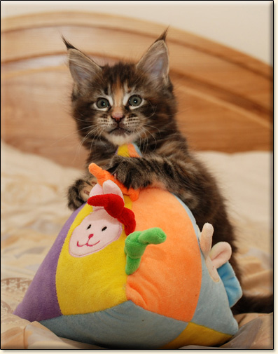 hodowla kotw rasy Maine Coon Villa Park*PL