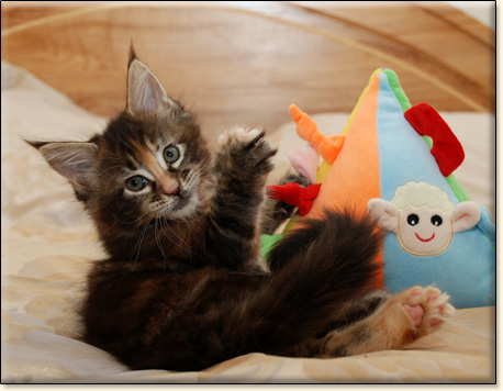 hodowla kotw rasy Maine Coon Villa Park*PL