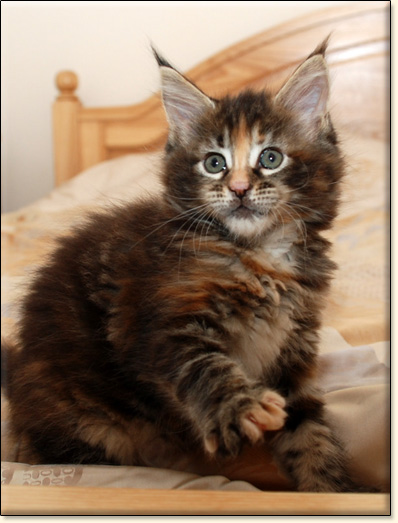 hodowla kotw rasy Maine Coon Villa Park*PL