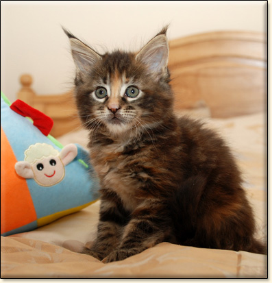 hodowla kotw rasy Maine Coon Villa Park*PL