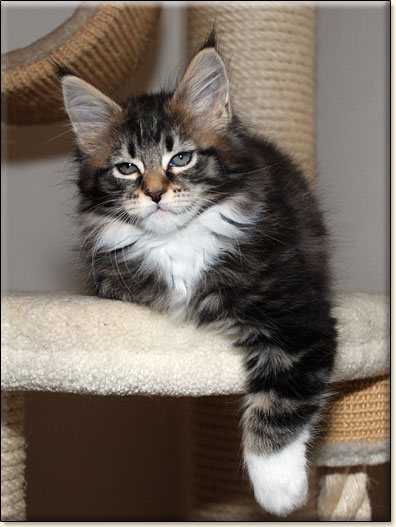 hodowla kotw maine coon Villa Park*PL