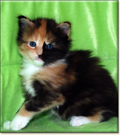 Maine Coon cattery Villa Park*PL